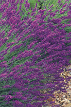 Lavender Wreath Seed Packet Memorial Gift