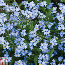 Dainty Forget Me Not Seed Memorial Gift