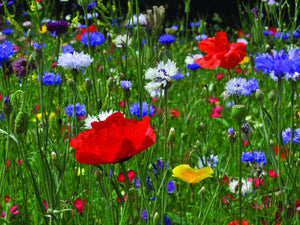 Blooming Brilliant Personalised Wildflower Seed Packet